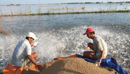 Xử phạt vi phạm quy định về sản phẩm thức ăn thủy sản, sản phẩm xử lý môi trường nuôi trồng thủy sản 