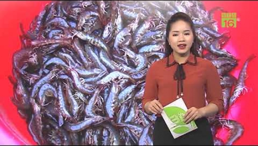 Ghé thăm mô hình nuôi tôm đặc biệt của lão nông 65 tuổi