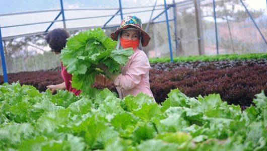 Hà Nội: Tìm giải pháp tiêu thụ nông, lâm, thủy sản an toàn