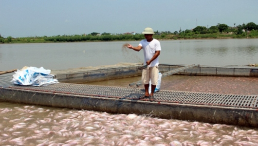 Thái Bình: Người nuôi cá lồng chủ động ứng phó trong mùa mưa lũ