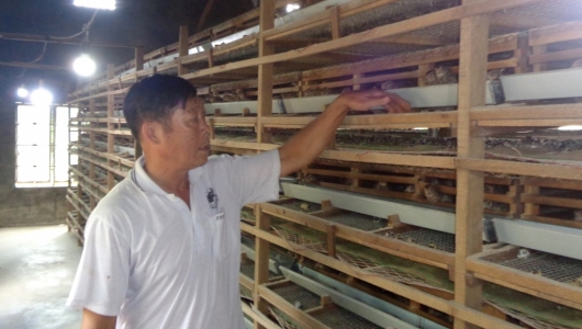 Người nông dân thành công với nghề nuôi cút