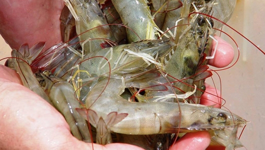 Xử lý bệnh vi bào tử trùng trên tôm