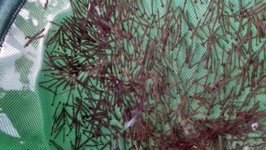 Ảnh hưởng sốc độ mặn trong giai đoạn thả giống tôm sú