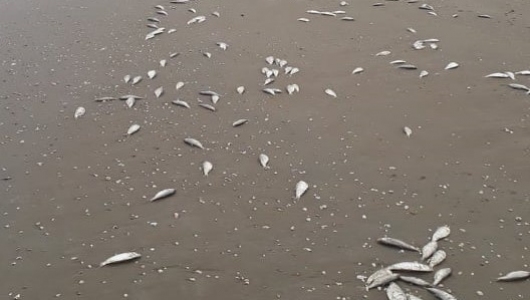 Hàng tấn cá biển chết trắng trôi dạt gần 4km dọc bờ biển Hà Tĩnh