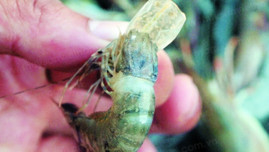 Giải pháp ngăn chặn dịch bệnh đốm trắng