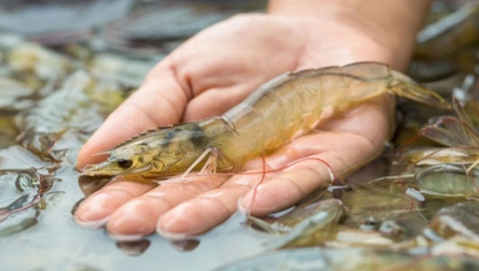 Carbon Dioxide ảnh hưởng đến tăng trưởng và tỉ lệ sống của tôm thẻ chân trắng