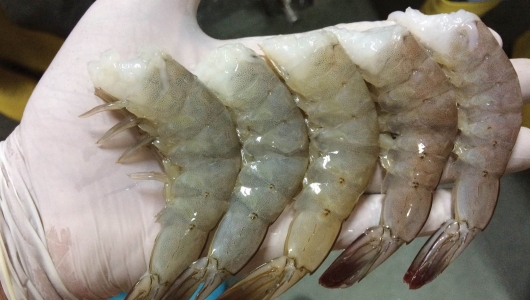 Astaxanthin/Canthaxanthin: Nhân tố ảnh hưởng đến màu sắc tôm