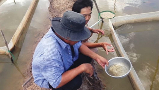 Biofloc: Giải pháp mới cho nghề nuôi cá kèo