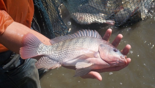 Phát hiện nhiều chủng virus gây bệnh trên cá rô phi