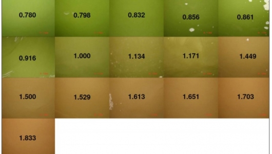 Màu nước ao nuôi: Nhân tố tác động và giải pháp