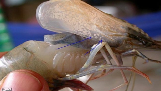 Bệnh đốm trắng trên tôm