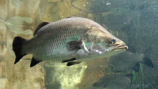 Kích thích miễn dịch trên cá chẽm