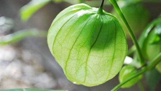 Tính kháng khuẩn của chiết xuất tầm bóp đến tác nhân gây bệnh phân trắng