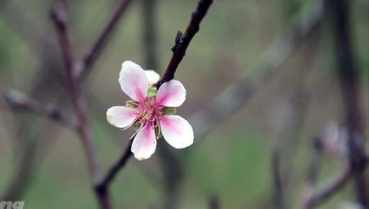 Vựa đào xứ Thanh 