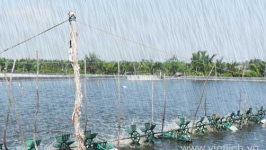 Bảo vệ con nuôi thủy sản trong giai đoạn giao mùa