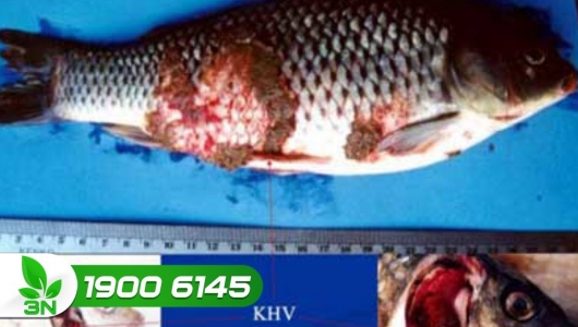Bệnh KHV - rủi ro tiềm ẩn cho nghề nuôi cá chép