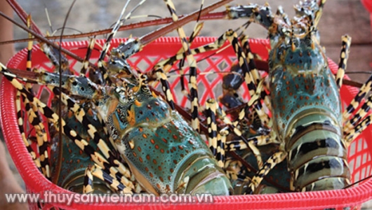 Thu mua, xuất khẩu tôm hùm bị ách tắc