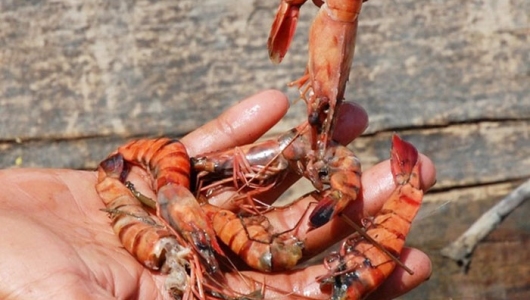 Kiên Giang: Bùng phát dịch bệnh trên tôm nuôi