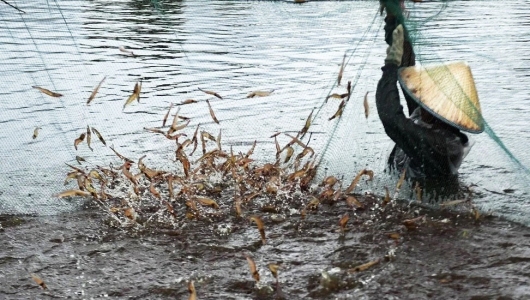 Trung Quốc: Tôm nuôi mắc virus lạ, lây lan nhanh, chết hàng loạt