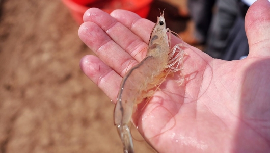 Một số khuyến cáo khi nuôi tôm thẻ thời điểm giao mùa