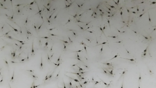 Xác nhận virus mới gây dịch bệnh 