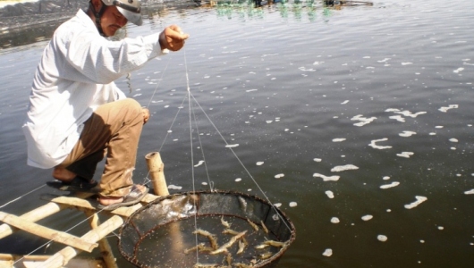 Quảng Ngãi: Tiêu hủy bắt buộc 21 hồ tôm bệnh