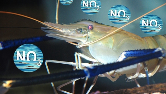 Nitrat (NO3) tưởng không hại nhưng hại không tưởng