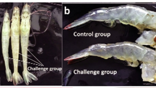 Cảnh giác với SHIV - bệnh mới trên tôm