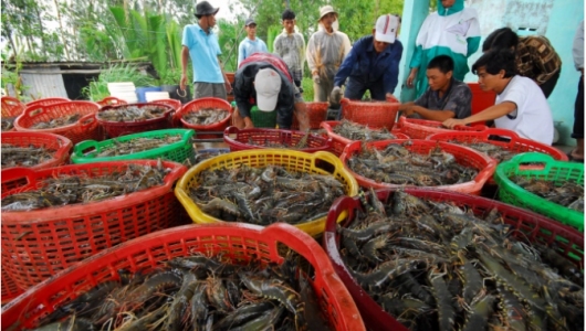 Ứng dụng công nghệ số để bứt phá trong nuôi tôm nước lợ