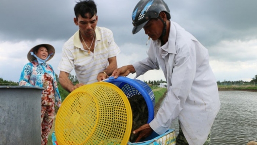 Dịch bệnh tôm nước lợ diễn biến phức tạp, người nuôi như 
