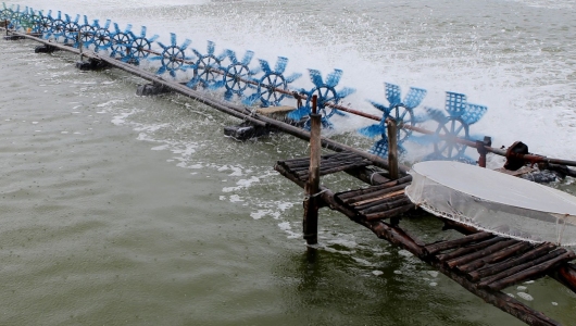 Nhiều hộ nuôi tôm trắng tay vì dịch