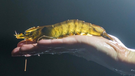 Miễn dịch bẩm sinh của tôm thẻ