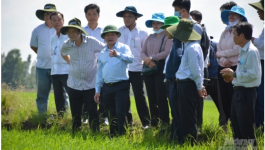 ĐBSCL: Giá lúa cao, diện tích đông xuân có thể tăng vài chục ngàn héc-ta