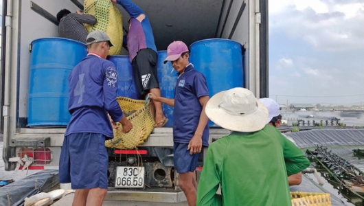 Thương lái lại tranh mua tôm