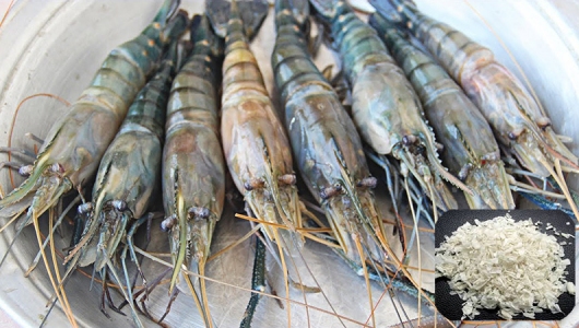 Biện pháp phòng bệnh trắng đuôi, trắng cơ trên tôm