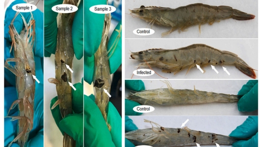 Xác định nguyên nhân gây bệnh đốm đen trên tôm thẻ chân trắng