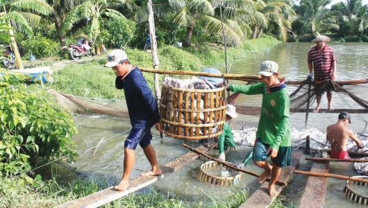 Phòng tránh các loại dịch bệnh trên cá tra