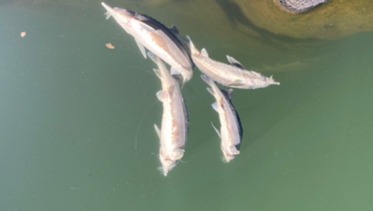 Điều trị thành công bệnh GAN THẬN MỦ trên cá Tầm.