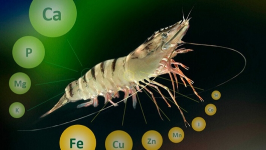 SIÊU KHOÁNG THẾ HỆ MỚI TS GOLD 