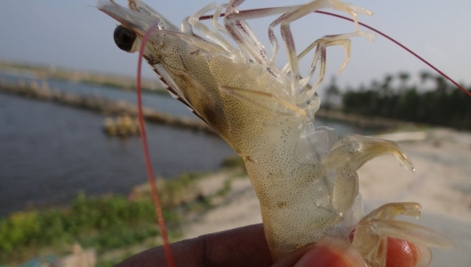 Giải pháp phòng chống dịch bệnh trên thủy sản