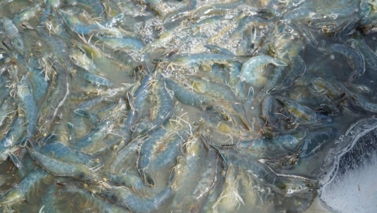 Ngành nuôi tôm ứng phó cùng lúc nhiều dịch bệnh