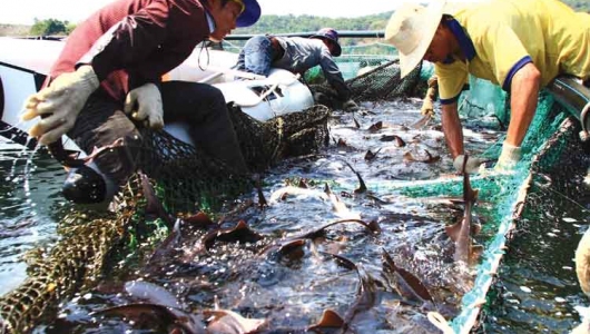 NÂNG CAO GIÁ TRỊ SẢN XUẤT THỦY SẢN
