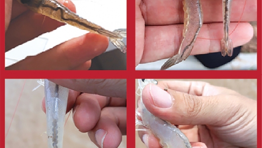 Ký sinh trùng thường gặp trên tôm thẻ chân trắng và cách giải quyết