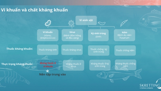 Kháng kháng sinh: Tại sao cần phải quan tâm?