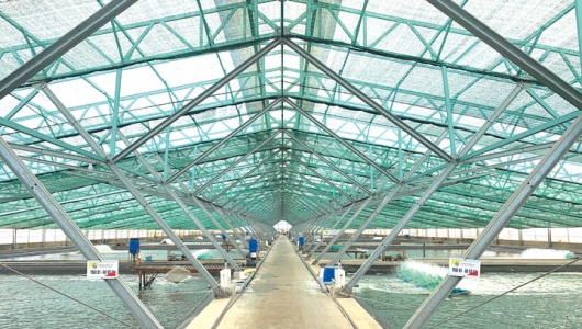 Để nuôi tôm thẻ chân trắng mật độ cao thành công