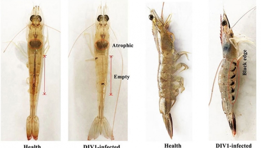 Triển vọng kiểm soát virus DIV1 gây bệnh trên tôm