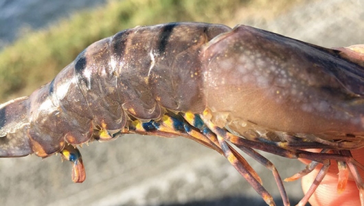 Lưu ý khi tôm bị đốm trắng