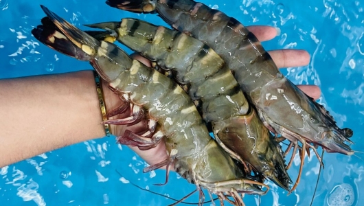Rút ngắn thời gian nuôi để về size lớn nhanh chóng