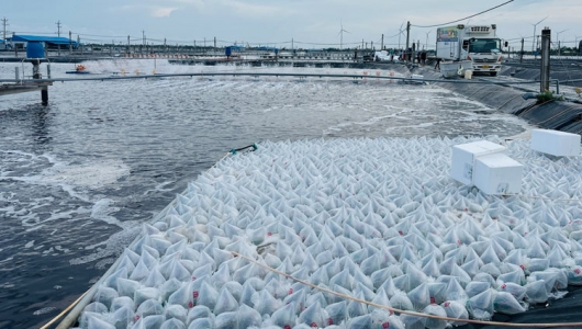 Nỗ lực thúc đẩy tăng trưởng 