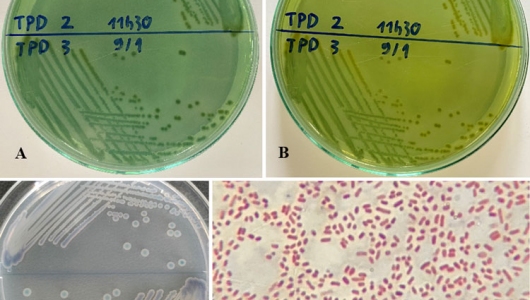 Xác định khả năng gây bệnh TPD của chủng vi khuẩn Vibrio parahaemolyticus Vp4-